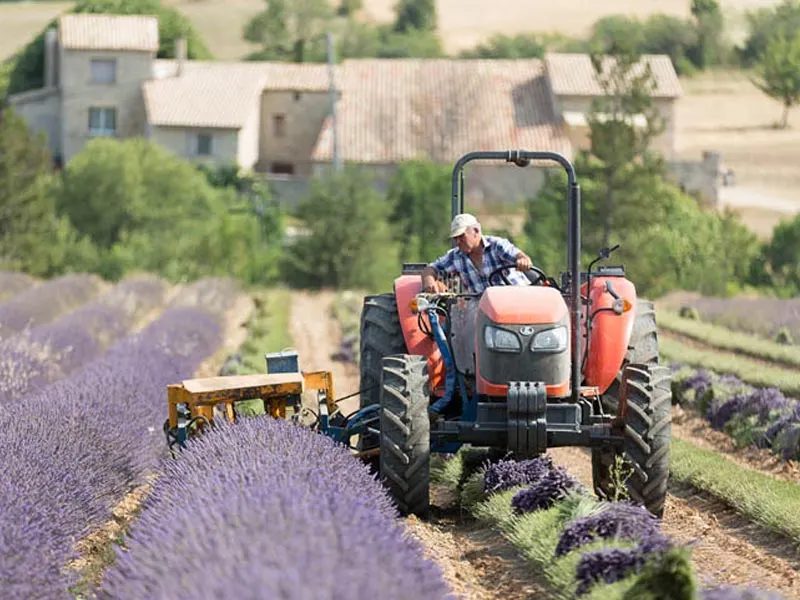 Tracteur Tracteur dans un champ de lavande